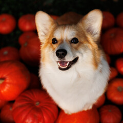 Welsh corgi pembroke with pumpkins