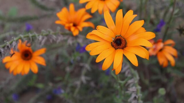 The glandular Cape marigold flower. Orange duringe autumn in September, 2024. Sweden.