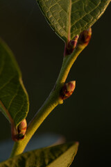 blueberry flower buds in autumn in high resolution