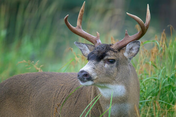 Mule Deer Buck close-up