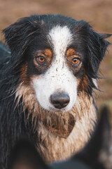 Dog covered in mud patiently waits to play with another dog.