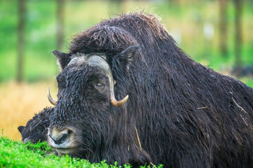 Musk Ox in Alaska 