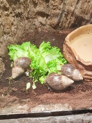 snail on a leaf