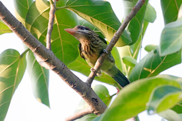 Fototapeta premium This beautiful photograph captures a White-cheeked Barbet resting on a tree branch, its vibrant green plumage blending seamlessly with the surrounding foliage. The bird’s distinct white cheeks