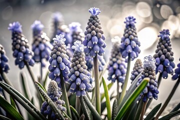 Fototapeta premium Ethereal Spring Grape Hyacinth in Low Light - Beautiful Muscari Blooms for Nature Lovers