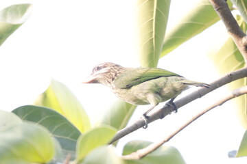 This beautiful photograph captures a White-cheeked Barbet resting on a tree branch, its vibrant green plumage blending seamlessly with the surrounding foliage. The bird’s distinct white cheeks