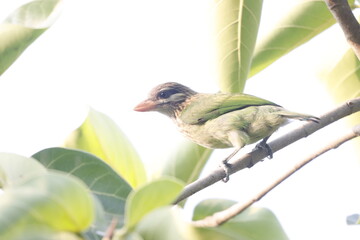 This beautiful photograph captures a White-cheeked Barbet resting on a tree branch, its vibrant green plumage blending seamlessly with the surrounding foliage. The bird’s distinct white cheeks