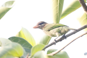 This beautiful photograph captures a White-cheeked Barbet resting on a tree branch, its vibrant green plumage blending seamlessly with the surrounding foliage. The bird’s distinct white cheeks