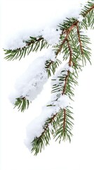 Obraz premium Fir Branch with snow isolated on white background-