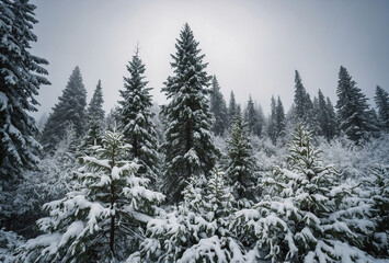 Snow-covered evergreen trees in a peaceful winter forest