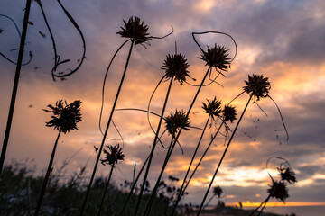 Silhouettes of thistle flowers on a beach during sunset. Coastal plants