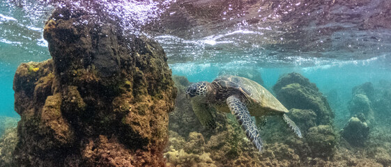 Underwater Green Sea Turtle Panoramic