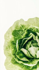 Green butterhead lettuce cabbage isolated on white backgroundGreen butterhead lettuce cabbage isolated on white backgroundGreen butterhead lettuce cabbage isolated on white backgroundGreen butterhead 