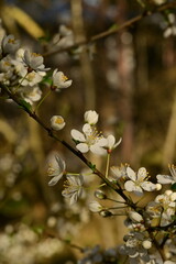 Blüte - white