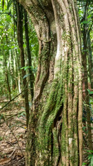 Tronco de árvore com cipós