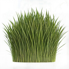 green grass isolated on white background