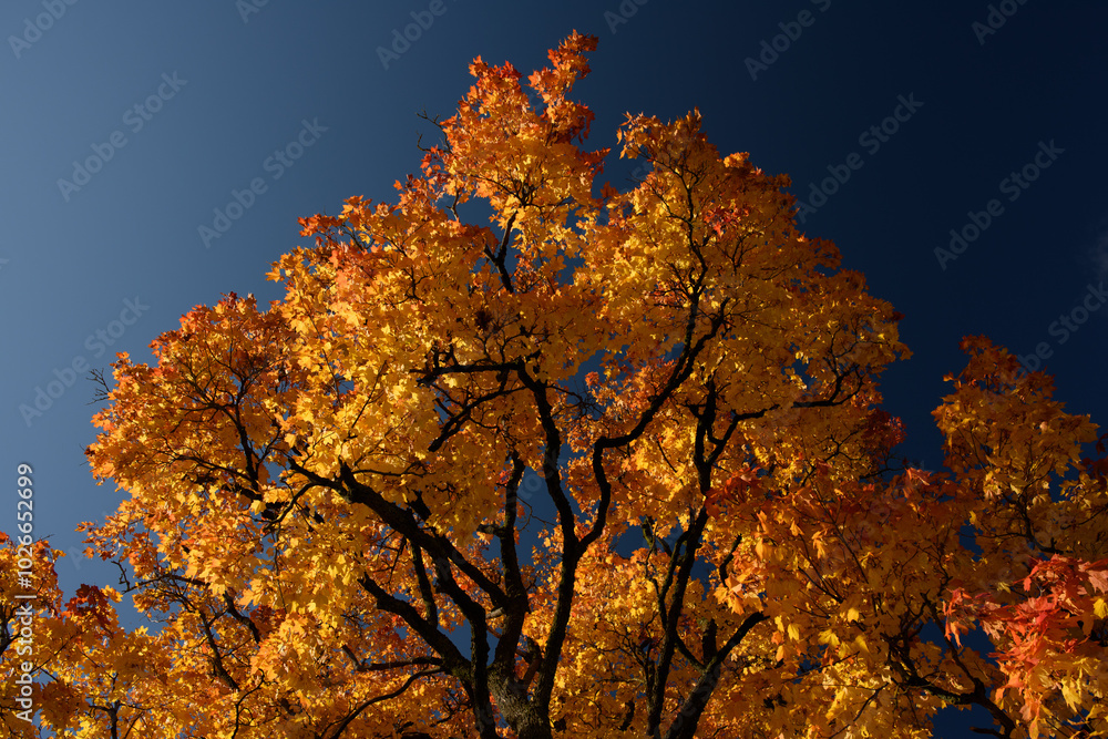 Wall mural bright autumn landscape in high resolution, yellow-orange maple against blue sky