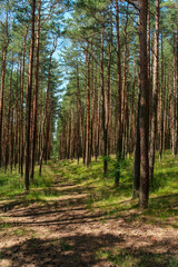 A beautiful forest with pine trees, smooth tree trunks in rows.