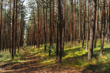 Fototapeta premium A beautiful forest with pine trees, smooth tree trunks in rows.