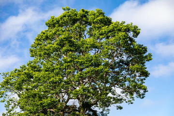 Beautiful rural landscape with pleasant and relaxing daylight