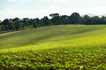 Black bean plantation in large extensive farm