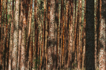 A beautiful forest with pine trees, smooth tree trunks in rows.