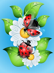 ladybugs  sitting  on a flower chamomile in summer