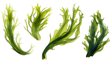 Three green seaweed plants are shown in a row