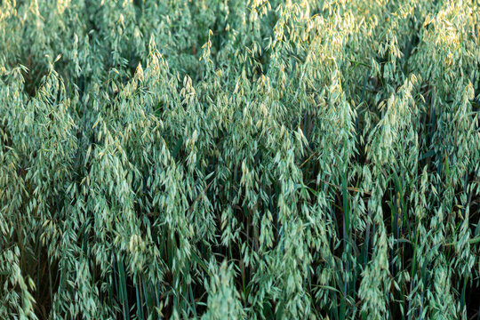 Oat plantation (Avena sativa and Avena byzantina) in a large sunny field