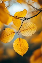 A close-up of vibrant golden leaves on a branch, evoking warmth and the beauty of nature's autumn season.