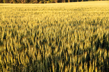 Wheat plantation in a large, sunny field with beautiful natural scenery