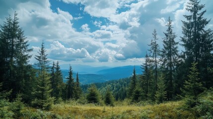 Coniferous forest clearing; sky filled with clouds