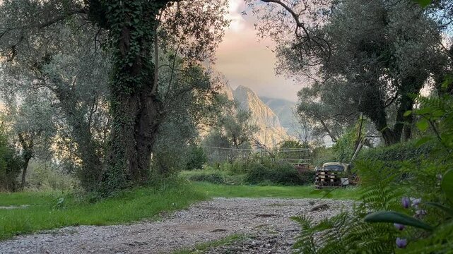 Static view from Prčanj towards the mountains, framed by olive trees, highlighting a peaceful path with a distant view of a car and wooden pallets