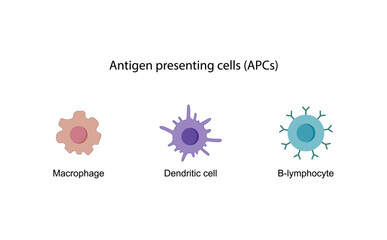 Antigen presenting cells (APCs). Macrophage, Dendritic cell, B-lymphocyte. Immune response. Vector scientific illustration.