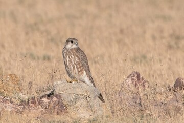 merlin (Falco columbarius), a small species of falcon from the Northern Hemisphere at Desert National Park in Rajasthan, India