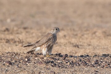 merlin (Falco columbarius), a small species of falcon from the Northern Hemisphere at Desert...