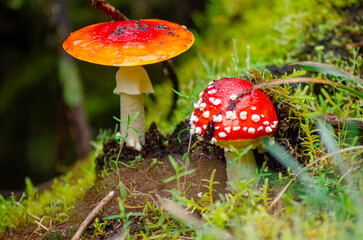 Close-up of two Amanita muscaria mushrooms with red caps in a forest in fall
