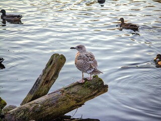 Seagull on a log sticking out of the water