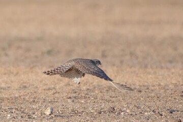 merlin (Falco columbarius), a small species of falcon from the Northern Hemisphere at Desert...