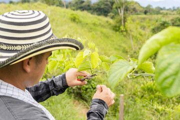 A sacha inchi farmer pruning the crop with scissors, removing bad leaves from the plants