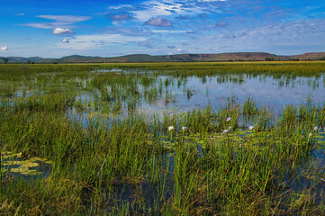 Wetland with reed beds and lotus flowers in Parry Lagoons Nature Reserve,  in the remote Kimberley region near Wyndham, in the north of Western Australia
