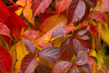 Colorful autumn leaves with raindrops on virginia creeper plant on a rainy day. Concept of seasonal...