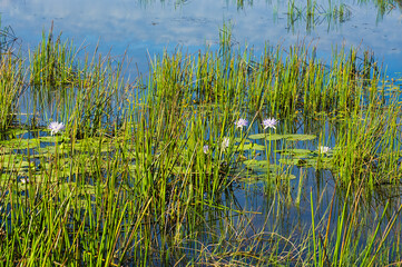 Water lilies (Nymphaea immutabilis) and reed in the wetland of Parry Lagoons Nature Reserve, near Wyndham, in the north of Western Australia
