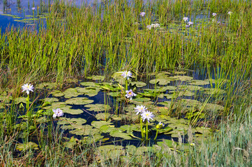 Water lilies (Nymphaea immutabilis) and reed in the wetland of Parry Lagoons Nature Reserve, near Wyndham, in the north of Western Australia
