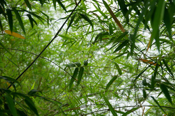 A bunch of green bamboo leaves are in the foreground of the image. The leaves are very thin and long, and they are all facing the same direction. The image has a peaceful and calming mood