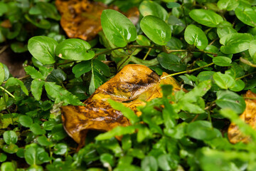 A leaf is on the ground next to some green leaves. The leaf is brown and has some water on it