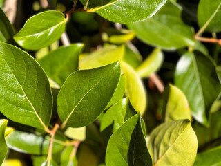 green leaves on a branch, close up