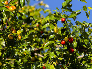 Jujube, jujube tree, fruit on tree, red, green