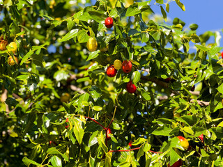 Jujube, jujube tree, fruit on tree, red, green