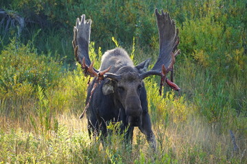 Fully grown bull moose with large antlers up close